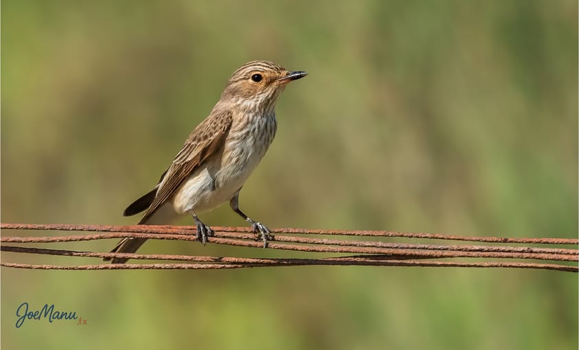 Spotted flycatcher perched alert on a wire in Kafrah, Jubail