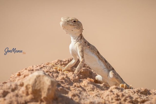 Toad-headed agama, Yellow Lake, Al Ahsa, KSA