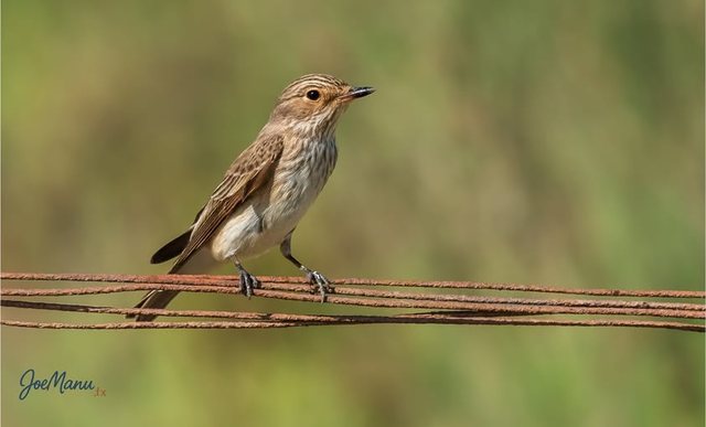 Spotted flycatcher perched on a wire, Kafrah, Jubail, KSA